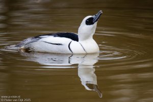 _MG_2503-DxO_DeepPRIME XD2s.jpeg