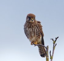 6L8A3662-DxO_Female_kestrel_perched_on_tree.jpg