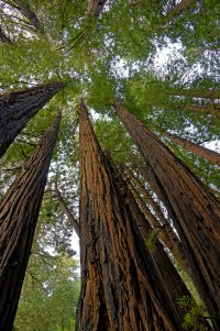 Sequoias.jpg Sequoias.jpg