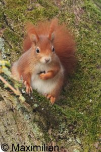 squirrel_2025_02.JPG