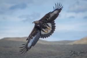 Golden Eagle  (1 of 1).jpeg