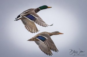 headed south (1 of 1).jpeg