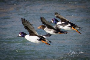 Flying in Formation (1 of 1)-2.jpeg