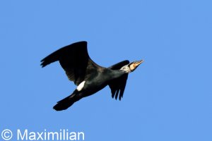 cormorant_2025_02.JPG
