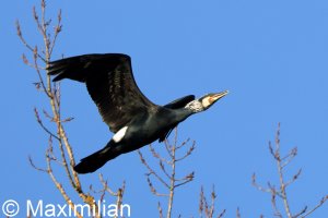 cormorant_2025_03.JPG