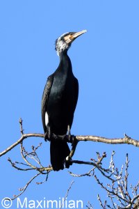 cormorant_2025_05.JPG