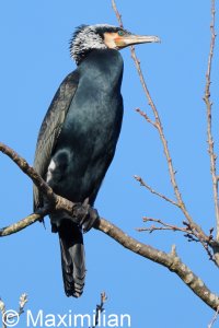cormorant_2025_06.JPG
