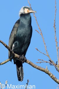 cormorant_2025_07.JPG