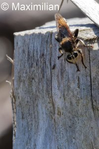 asilidae_2024_01.JPG