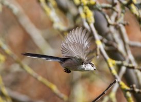 6L8A3823-DxO_longtailed-tit_flying-ls-tss-n.jpeg