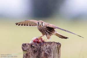 _MG_84655-DxO_DeepPRIME XD2s.jpeg