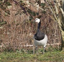 6L8A4127-DxO_Barnacle_goose.jpg 6L8A4127-DxO_Barnacle_goose.jpg