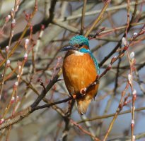 6L8A4138-DxO_KIngfisher.jpg 6L8A4138-DxO_KIngfisher.jpg