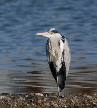 6L8A4144-DxO_grey_heron.jpg 6L8A4144-DxO_grey_heron.jpg