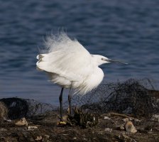 6L8A4149-DxO_little_egret.jpg 6L8A4149-DxO_little_egret.jpg