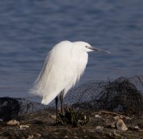 6L8A4155-DxO_little_egret+0.75.jpg 6L8A4155-DxO_little_egret+0.75.jpg