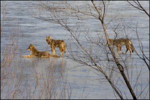 Yote III.jpg