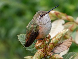 P1000 ISO 400 3000mm.jpg