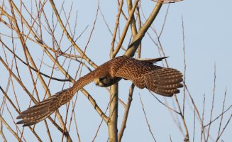 6L8A4797-DxO_Female_kestrel_flying_down.jpg