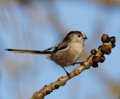 6L8A5110-DxO_Longtailed_Tit.jpg