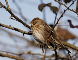 6L8A4388-DxO_Female_Reed_Bunting.jpg