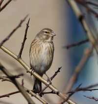 3R3A2541-DxO_Female_linnet.jpg