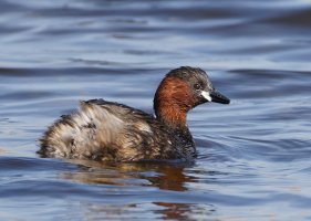6L8A5798-DxO_Little_grebe_male.jpg