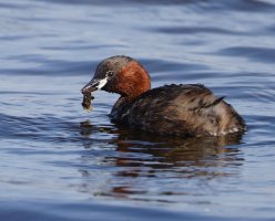 6L8A5808-DxO_Little_grebe_male+mouthful.jpg