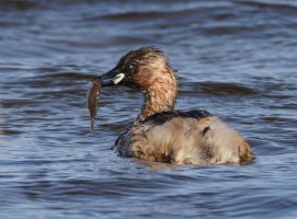 6L8A5858-DxO_Little_grebe_female+fish.jpg