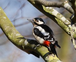 6L8A7296-DxO_female_great_spotted_woodpecker_800mm.jpg