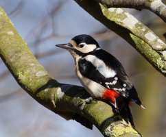 6L8A7314-DxO_female_woodpecker_800mm_cocked.jpg