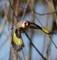 6L8A6629-DxO_goldfinch_flying-ls-ts.jpeg