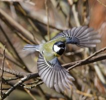 6L8A6811-DxO_great_tit_flying-ls-ts.jpeg