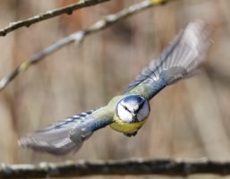 6L8A6892-DxO_Blue_tit_flying-ls-ts.jpeg