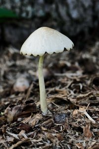 DSC_0165_DxO.jpg DSC_0165_DxO.jpg