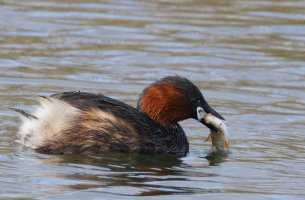 6L8A7502-DxO_Little_grebe+fish-ls-tm.jpeg