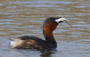 6L8A7504-DxO_Little_grebe+fish-ls-tm.jpeg