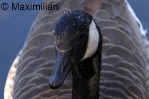 Canada_goose_2025_01.JPG