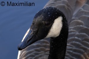 Canada_goose_2025_02.JPG