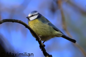 tit_blue_2025_02.JPG