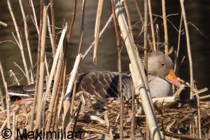 goose_grey_2025_02.JPG