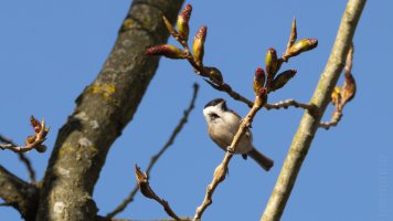 willow or marsh_02.jpg