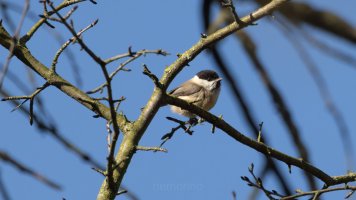 willow or marsh_03.jpg