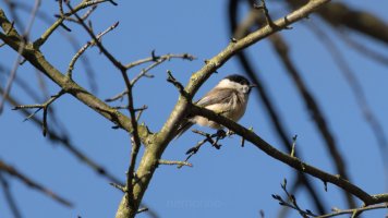 willow or marsh_04.jpg