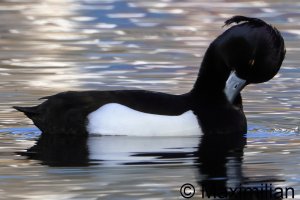 tufted_duck_2025_02.JPG