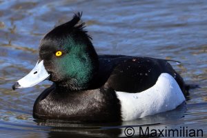 tufted_duck_2025_03.JPG