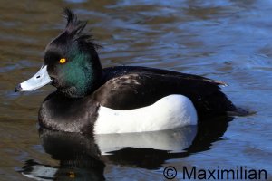 tufted_duck_2025_04.JPG