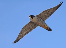 6L8A7817-DxO_Male_peregrine_falcon_flying-ls-tsshed.jpg