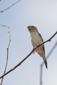 DSC_0369_DxO_DxO.jpg DSC_0369_DxO_DxO.jpg