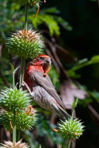 DSC_0533_DxO_DxO.jpg DSC_0533_DxO_DxO.jpg